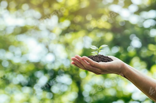 Preview: hand holding a growing green tree Environmental energy for circular and sustainable development