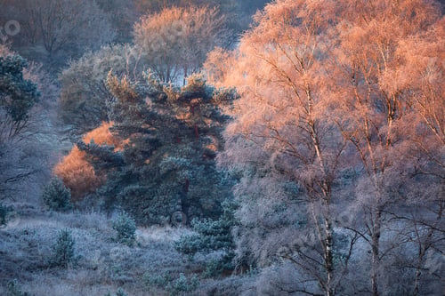 Preview: red sunrays on frosted birch trees in winter