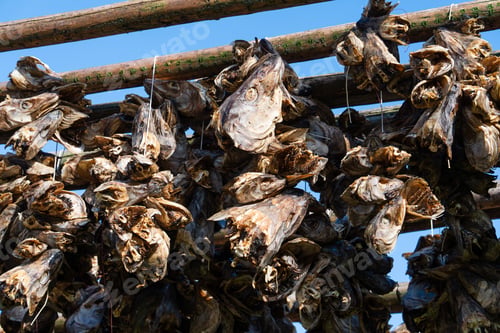 Preview: Drying cod fish hangs in the village of Reine, Lofoten Islands, Nordland, Norway