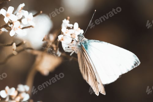 Preview: Closeup shot of a pieris virginiensis butterfly on a tree flower on blurred background