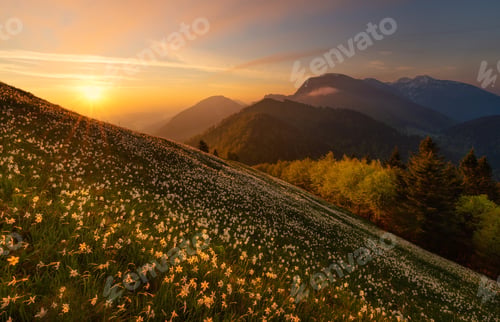 Preview: Sunrise in the hills with daffodil flowers