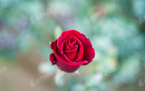Preview: Red Rose flower