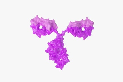 Preview: Immunoglobulin Antibody Molecule