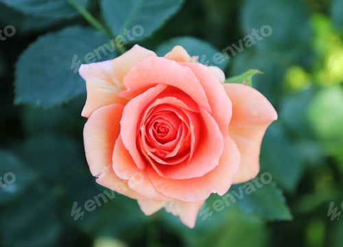Preview: Salmon rose blooming at garden