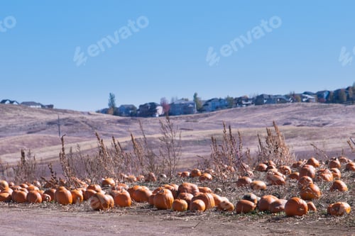 Preview: Ripe Pumpkins in a Field