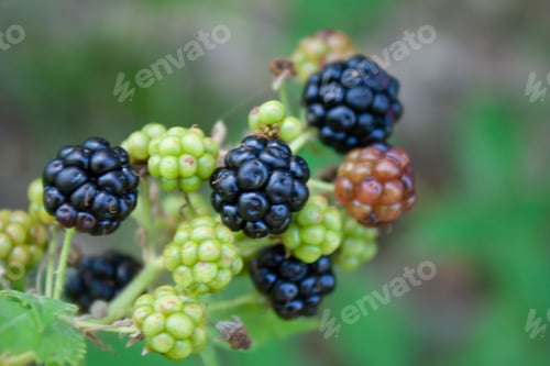 Preview: Blackberry (Latin rubus), a large plant genus from the rose family