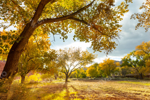 Preview: Autumn garden