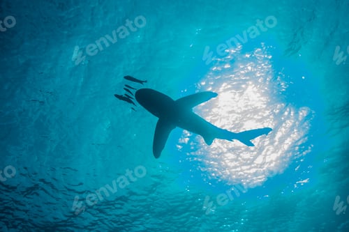 Preview: White tip shark (Carcharhinus longimanus) swimming with small fish, low angle view, underwater view,