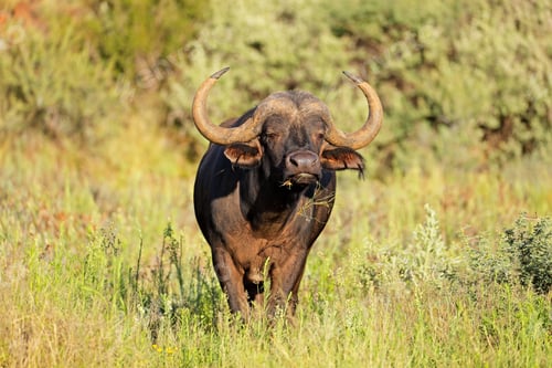 Preview: African buffalo in natural habitat