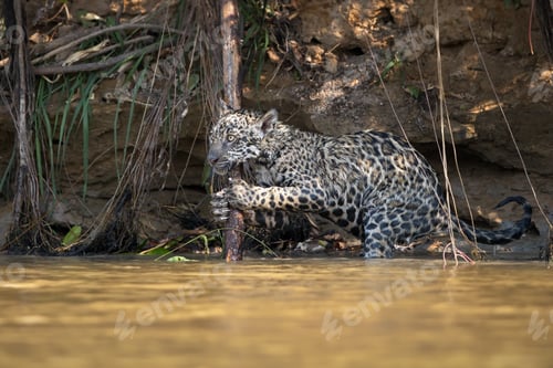 Preview: Amazing photo of a powerful jaguar getting ready for hunting
