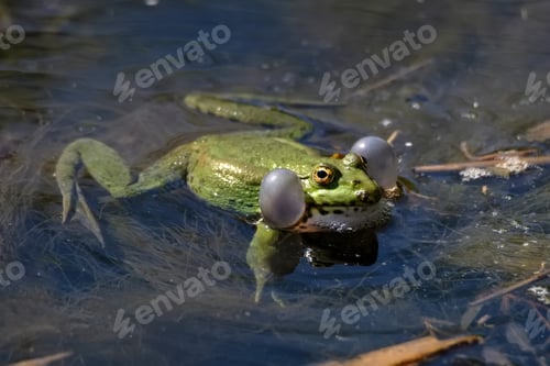 Preview: Pelophylax lessonae or Lake or Pool Frog.Frog in the pond.