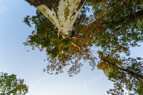 Preview: Low angle shot of trees in a park