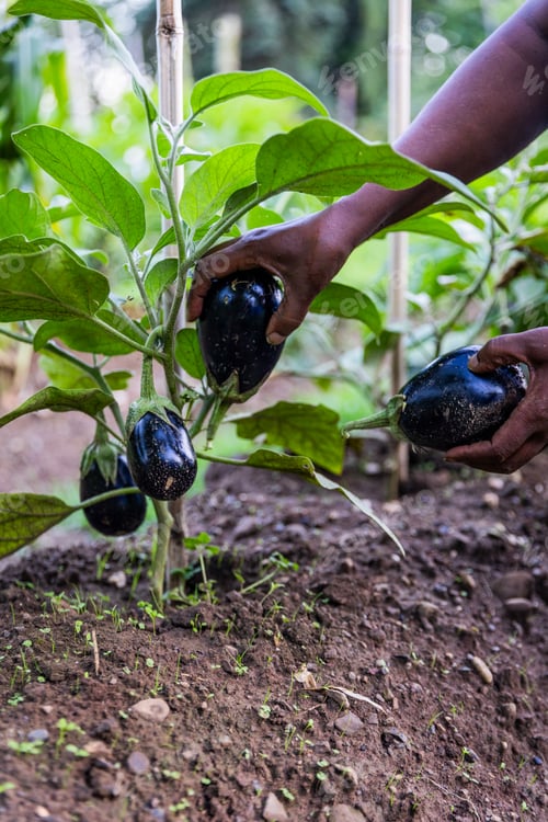 Preview: Vertical close-up of female farmer picking eggplants in vegetable garden