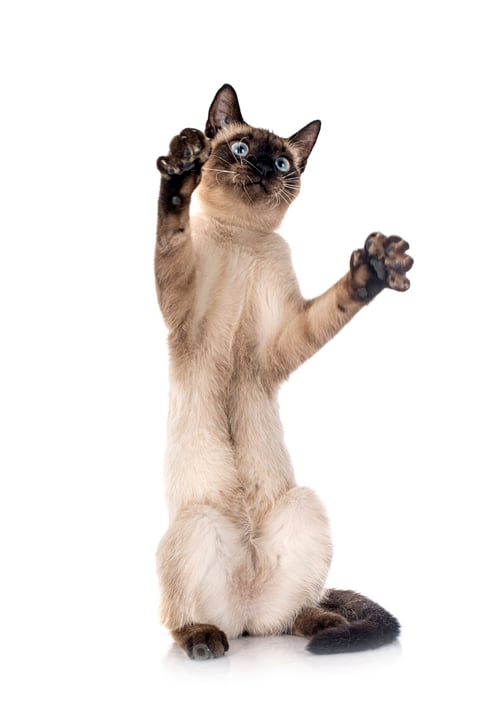 Preview: siamese cat in studio