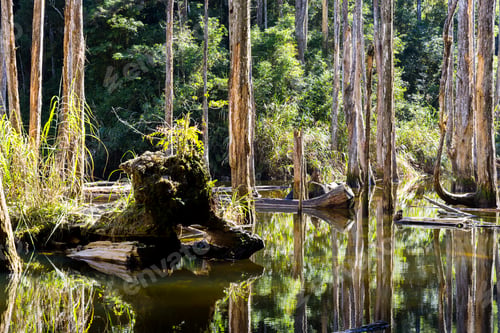 Preview: Forest with the water pond in Shuiyang Forest Taiwan National Park