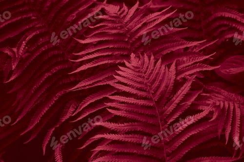 Preview: Trendy color of 2023 viva magenta. Magenta toned fern leaves petals background.