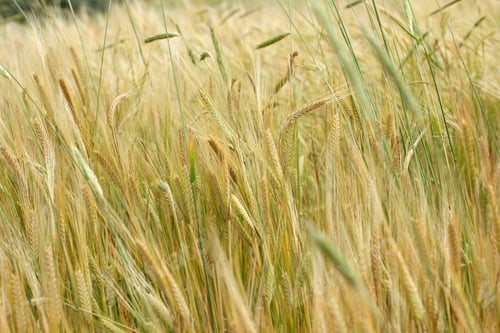Preview: wheat field
