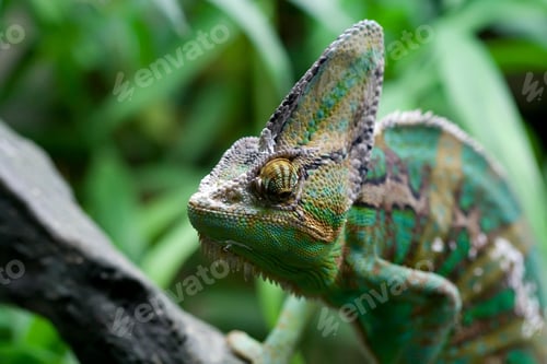 Preview: chameleon, reptile, pet, coloured, colours