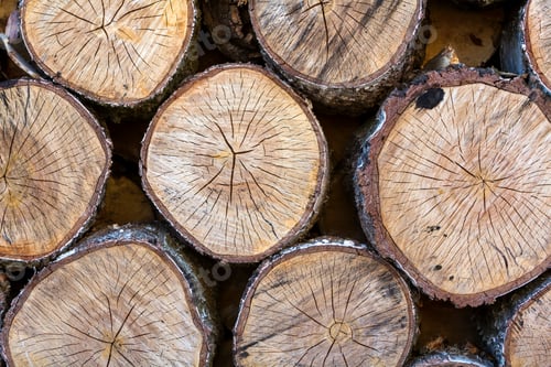 Preview: Top view of big old circular soft brown vintage crackled wooden tree stumps