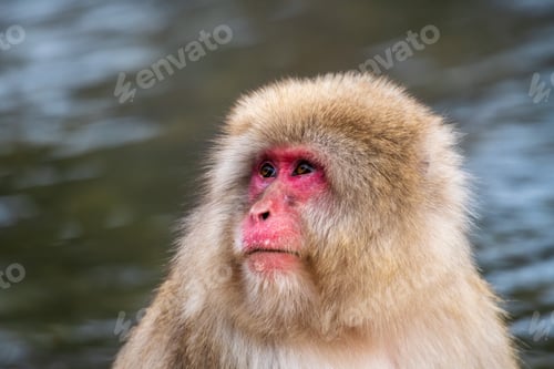 Preview: Angry snow monkey (Japanese Macaque) in a hot water, Nagano, Japan