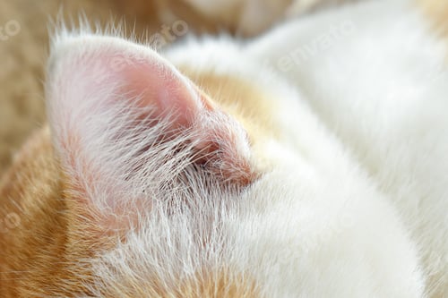 Preview: Cat Ear Closeup. Happy Tabby Cat Sleeping in Pet bed.