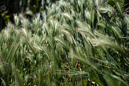 Preview: Hordeum Murinum, false, wall barley, green grass background.