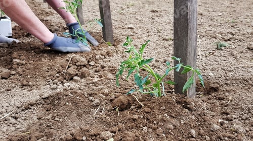 Preview: Close-up image of woman planting tomatoes in garden.