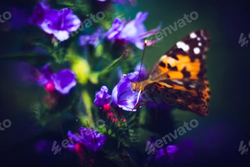 Preview: Closeup shot of a colorful butterfly on purple flowers