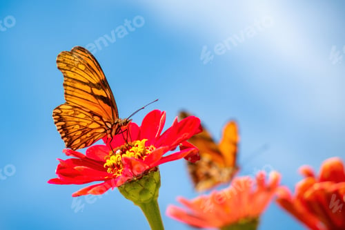 Preview: A butterfly pollinating
