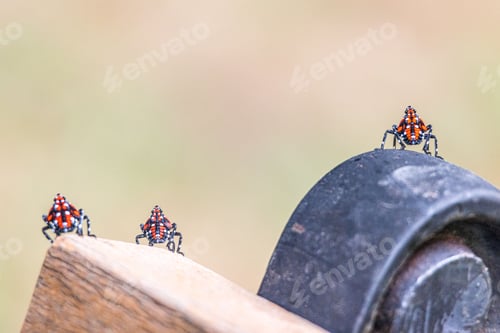 Preview: Closeup shot of three red nymphs spotted lanternflies with a blurred background