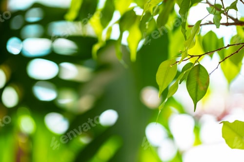 Preview: Close up of house plant branch with leaves in sunlight