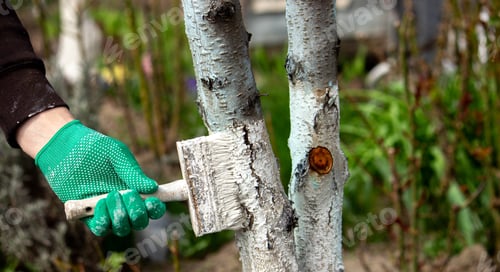 Preview: a man whitewashes trees in the garden in spring. Selective focus