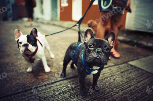 Preview: Baby Doggy French Bulldog Cute Concept