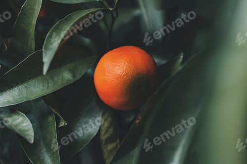 Preview: Ripe tangerine on a tree branch surrounded by green leaves