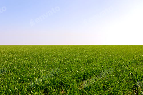 Preview: spring green field