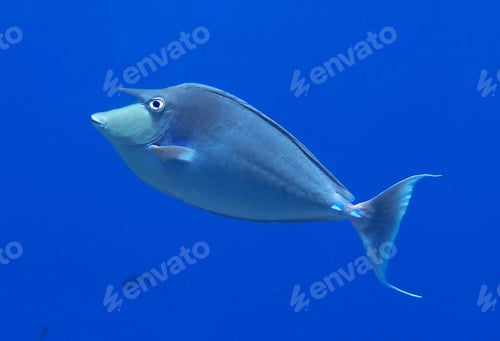Preview: Amazing underwater world, Underwater world scene.