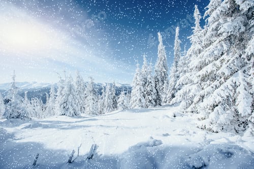 Preview: Fantastic winter landscape and tree in hoarfrost. In anticipatio