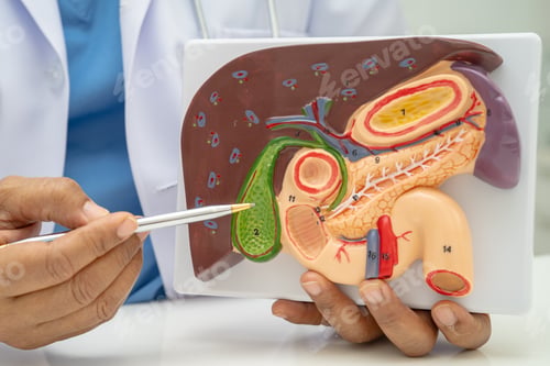 Preview: Liver with gallbladder, pancreas spleen and duodenum, Asian doctor holding human anatomy