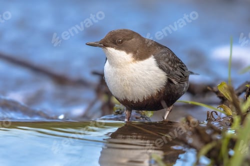 Preview: White throated dipper foraging in streaming water