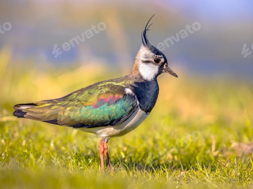 Preview: Northern lapwing foraging in grassland Netherlands