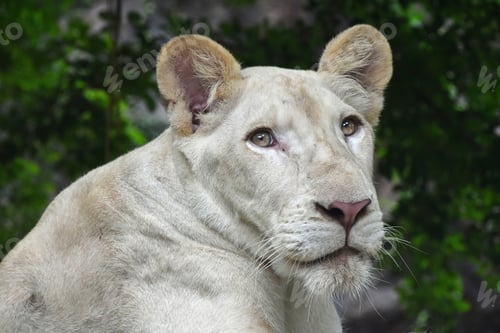 Preview: Young white lioness portrait in zoo close up