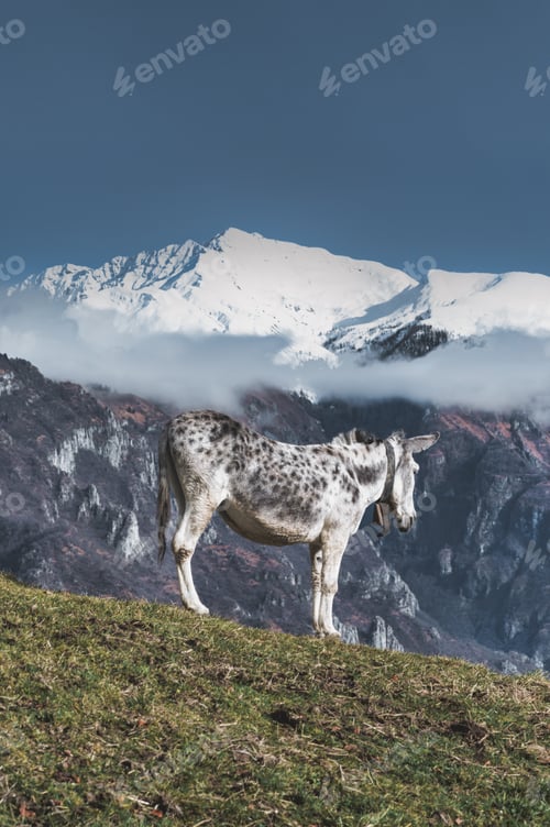 Preview: A white mule with snow mountains background