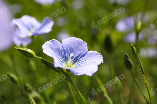 Preview: Closeup view of beautiful blooming flax field