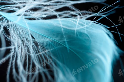 Preview: close up of lightweight blue textured feather isolated on black