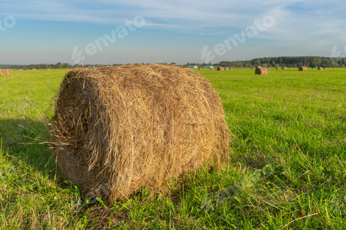 Preview: View of agricultural field with hay bale