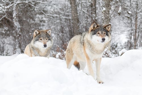 Preview: Two magnificent wolves in wolf pack in cold winter forest