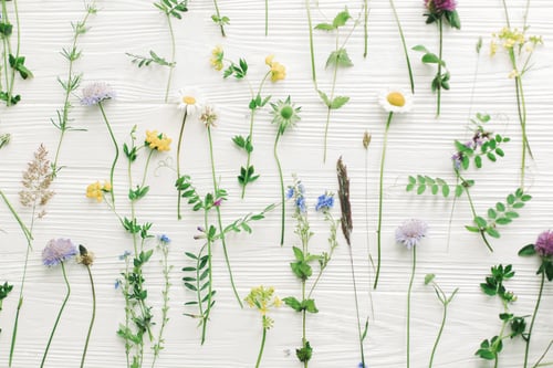 Preview: Spring flowers flat lay. Beautiful wildflowers stems and blooming petals composition on white wood