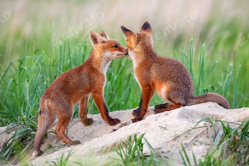 Preview: Red fox, vulpes vulpes, small young cubs near den playing