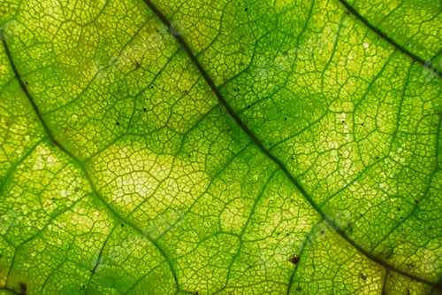 Preview: Macro photo of microscopic organic foliage. green leaf texture background.