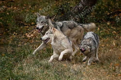 Preview: wolf, pack, togetherness, group, wilderness